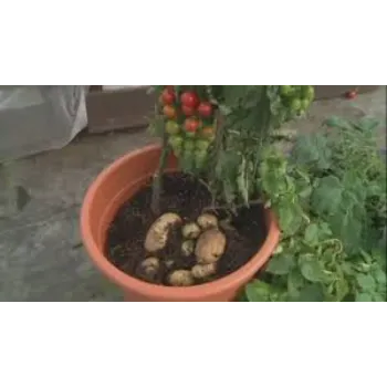 Tomato & Papato Hybrid Plant